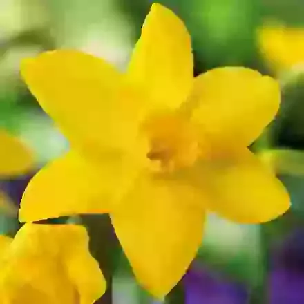 Orange Queen